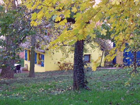 Attention, chutes de feuilles et de pommes au verger ...le 15-11-06